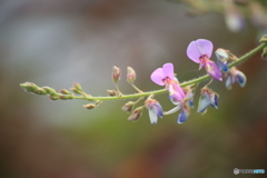 雑草