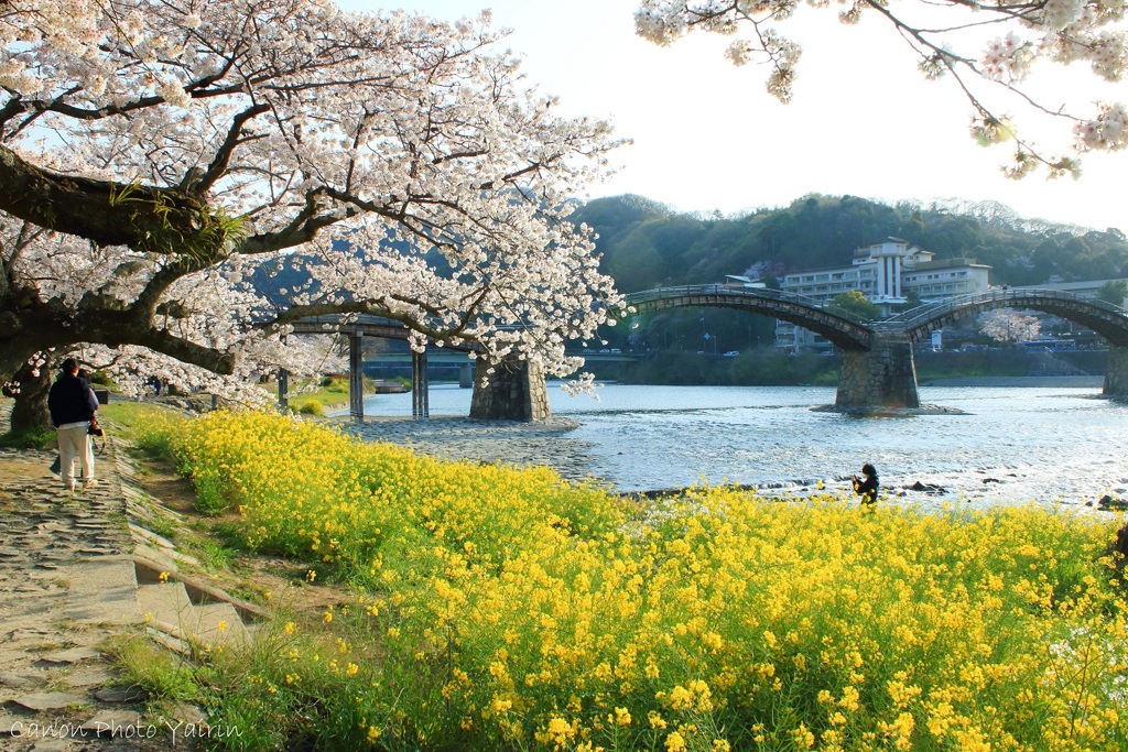 お花見