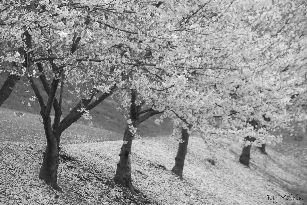 雪桜