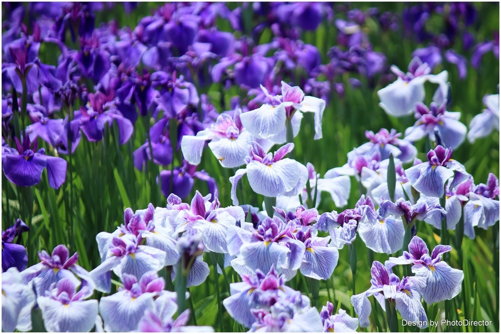 花菖蒲