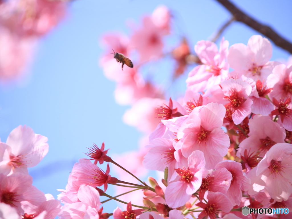 桜咲く