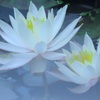 純白