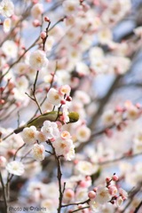 吸蜜