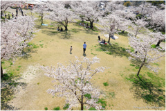 桜の誘惑