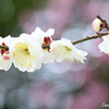 春の訪れ