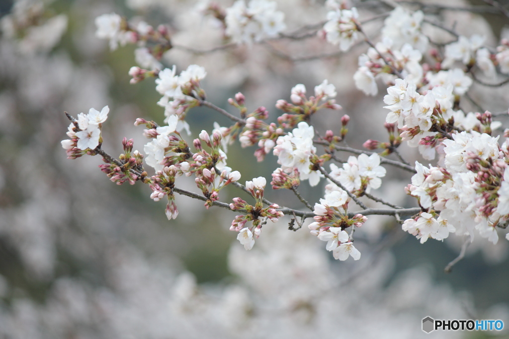 桜咲く