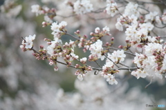 桜咲く