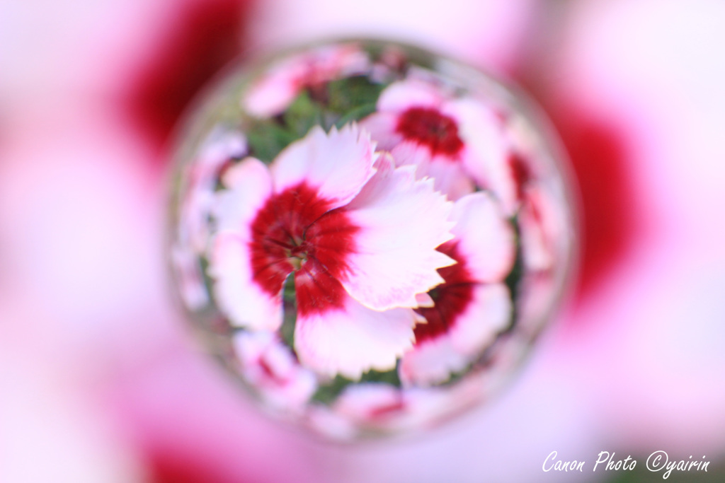花玉