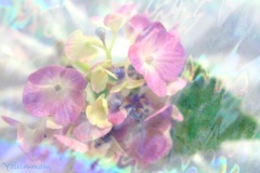 虹紫陽花