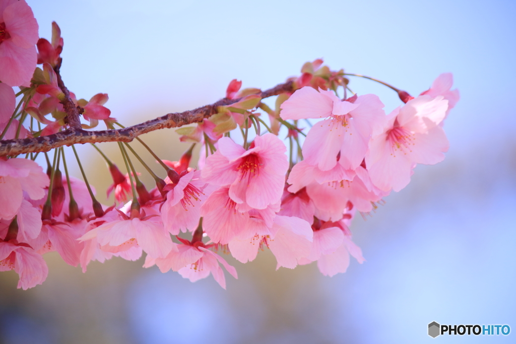 桜咲く