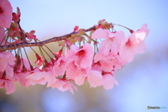 桜咲く