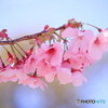 桜咲く