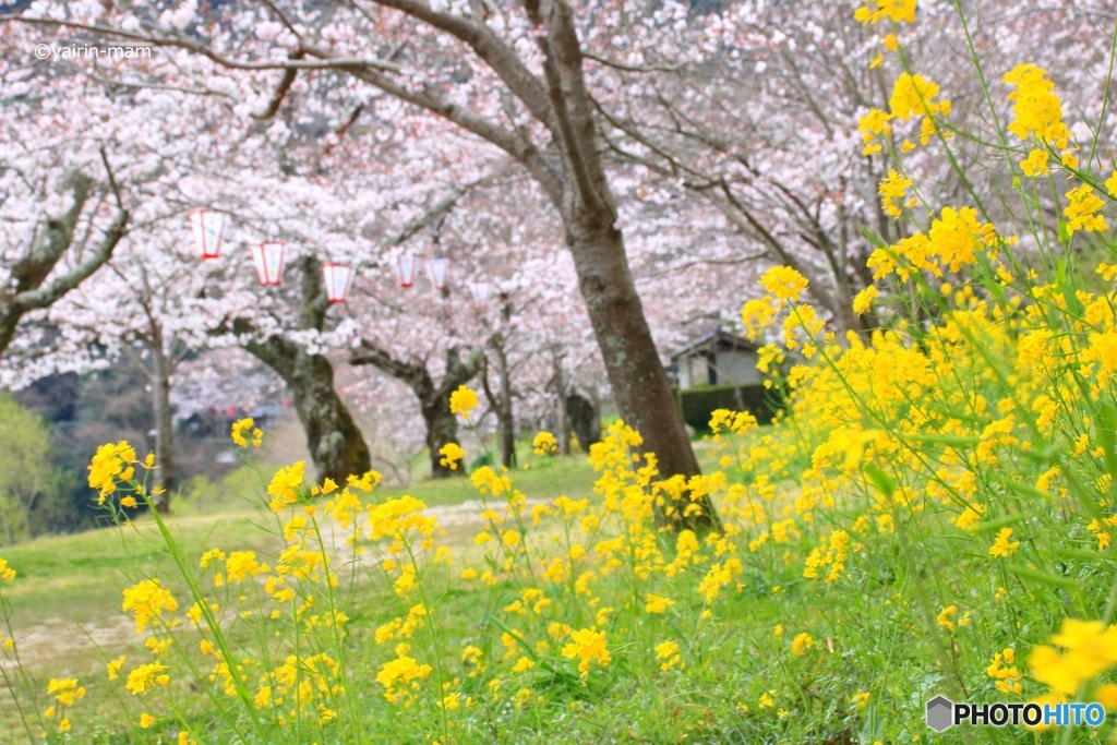 春の香り