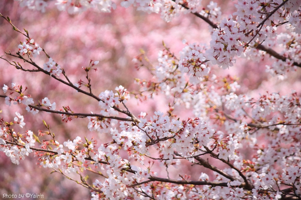 桜の香