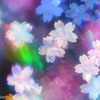 虹桜