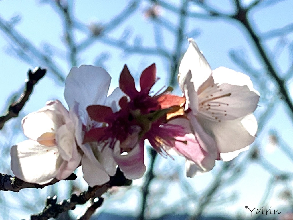 冬桜