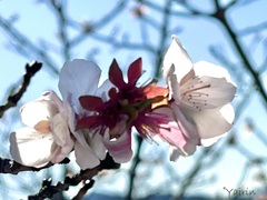冬桜