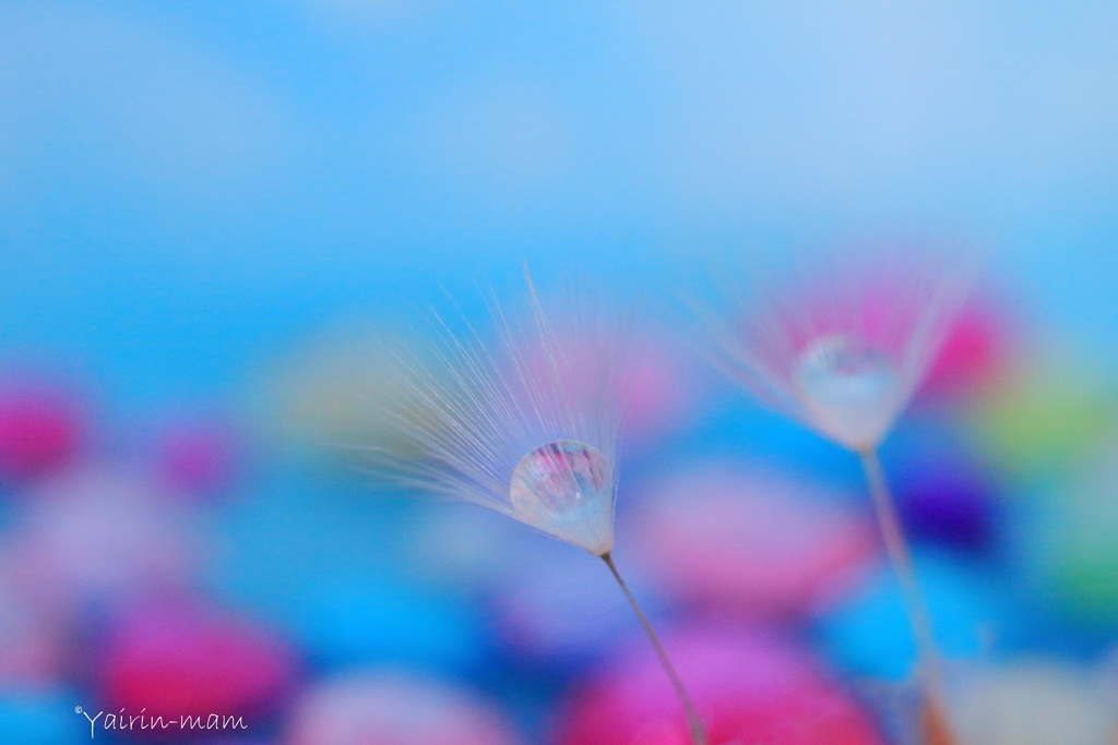 お花畑でつかまえて