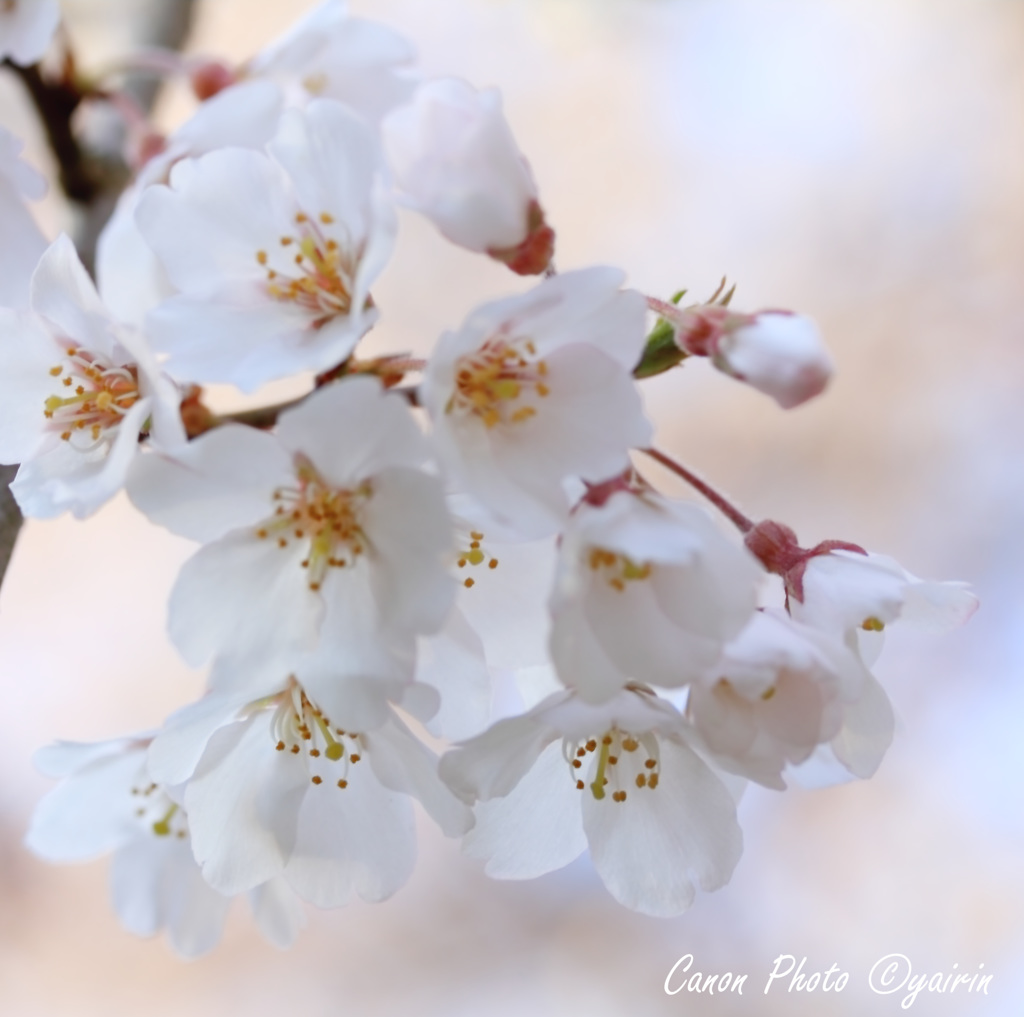 桜咲く