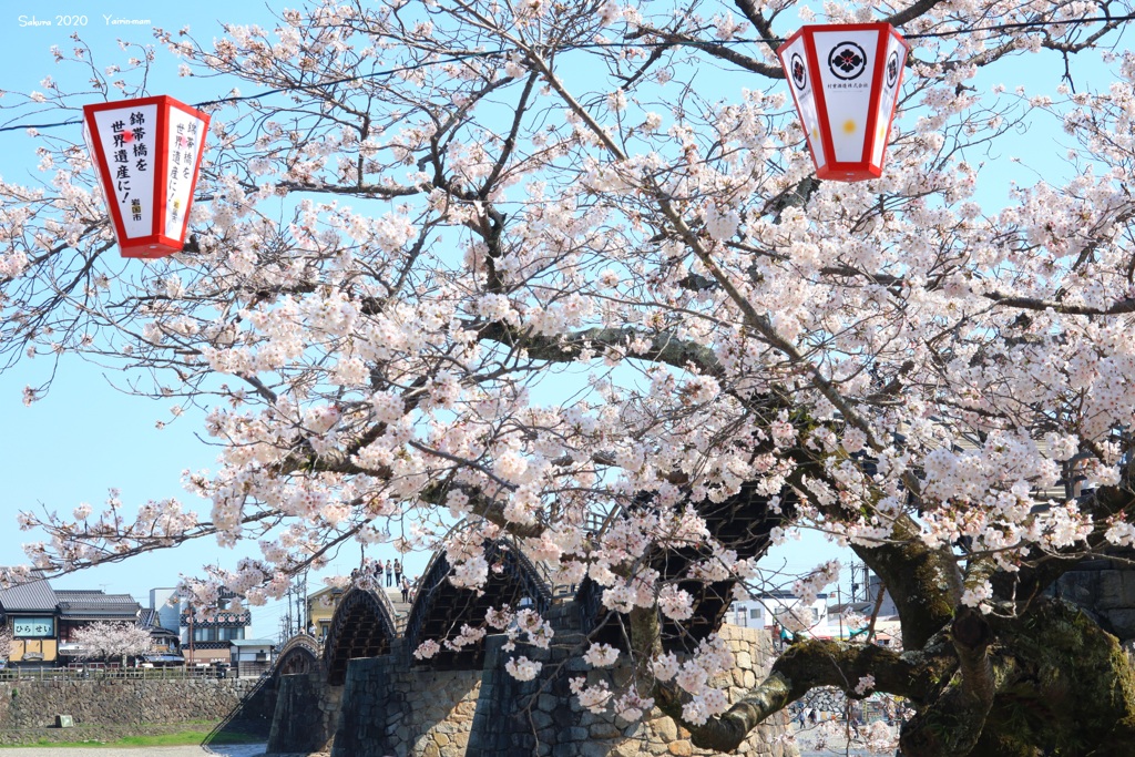 桜の誘惑