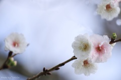 冬桜