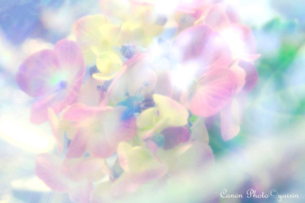 紫陽花