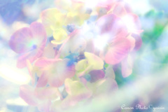 紫陽花