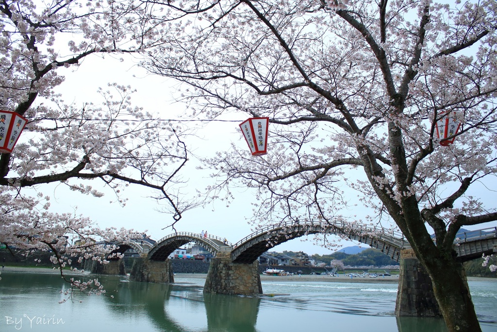 桜の誘惑