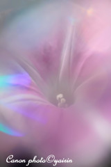 朝顔