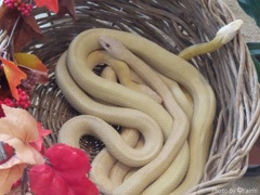 白蛇
