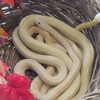 白蛇