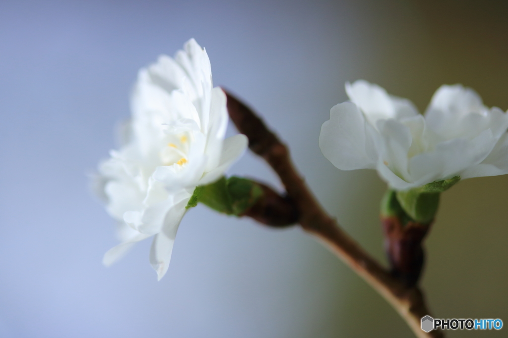 冬桜