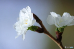 冬桜