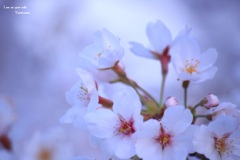 Sakura-saku