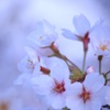 Sakura-saku
