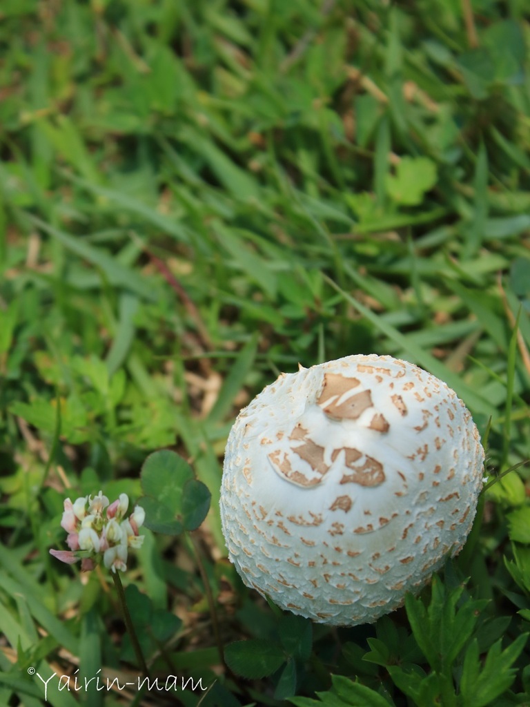 ボールじゃないのよキノコは!