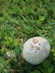 ボールじゃないのよキノコは!