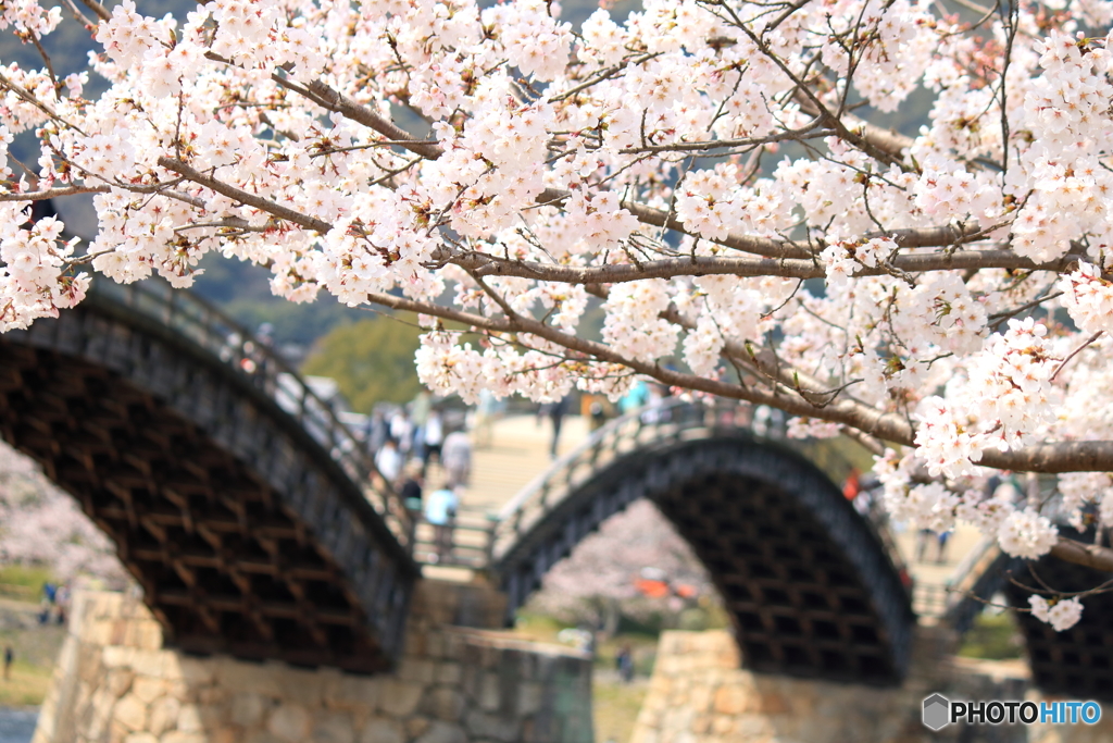 錦帯橋でお花見