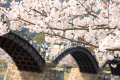 錦帯橋でお花見