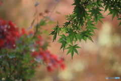 お洒落