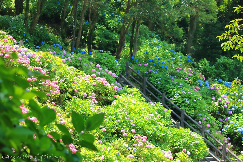 森の紫陽花