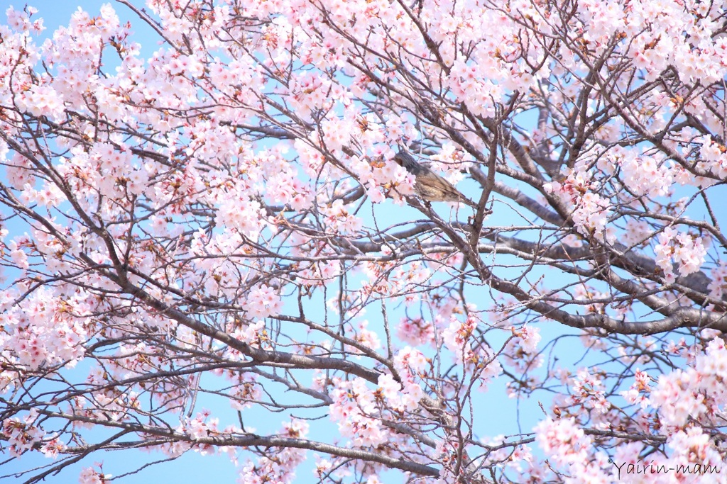 桜ヒヨ