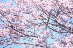 桜ヒヨ