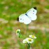 花から花へ