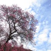 見上げれば梅の花