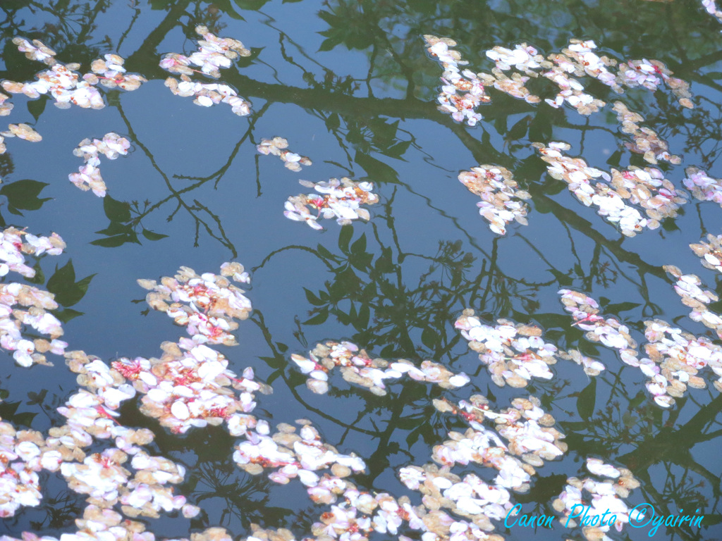 もう一度咲かせて