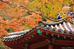 散り紅葉