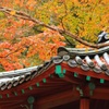 散り紅葉