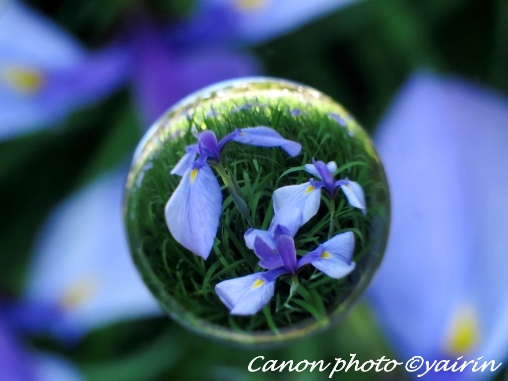 花菖蒲玉