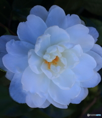陰のある花